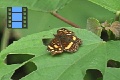 Scene 29_Phyciodes drusilla on leaf